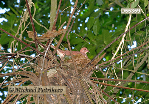 Ruddy Quail-Dove (Geotrygon montana)